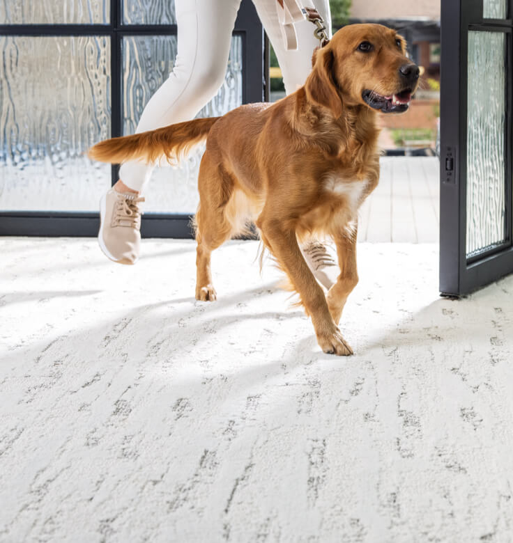 Dog running on carpet | Premiere Home Center